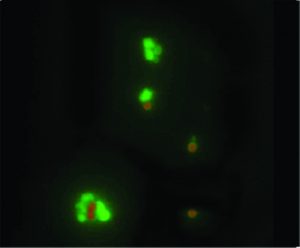 selective staining 